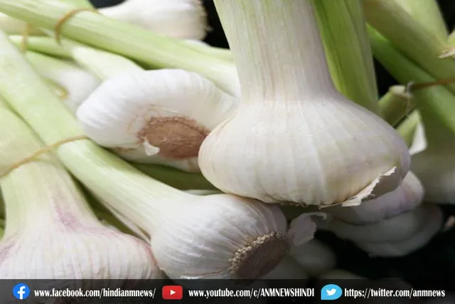 सर्दी में कैसे करें हरे लहसुन को डाइट में शामिल