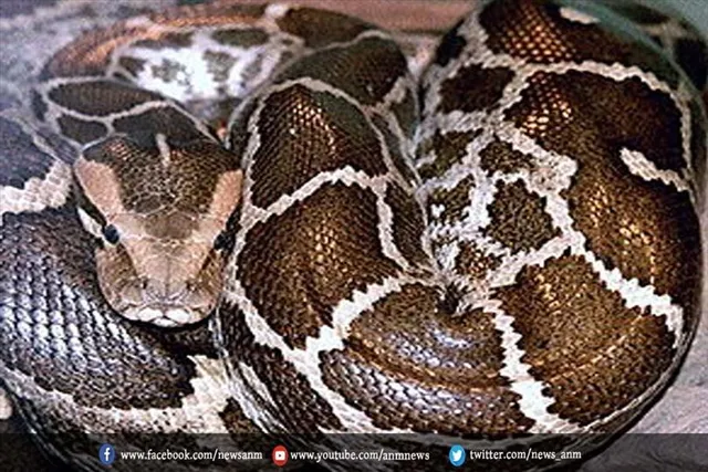 वीडियो : अजगर जैसे खतरनाक सांप को बनाया सेल्फी पार्टनर