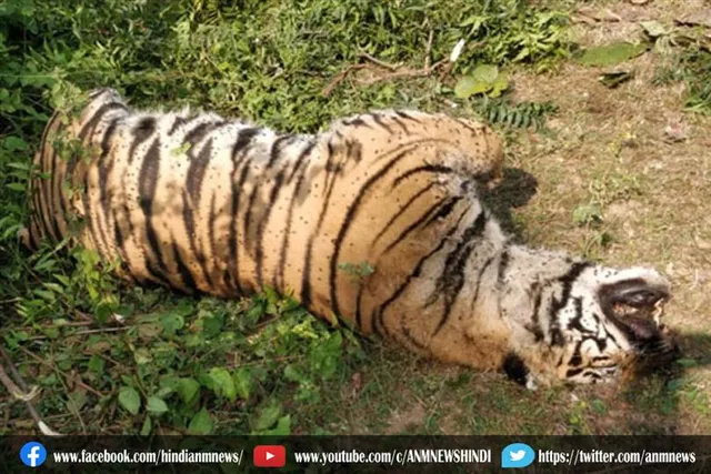 बांधवगढ़ टाइगर रिजर्व में एक बाघ मृत मिला