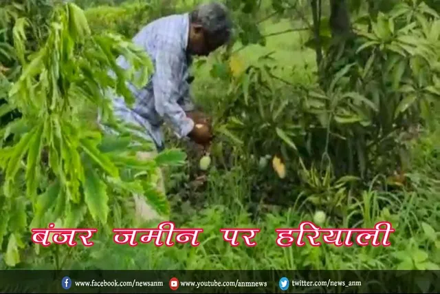 बंजर जमीन पर हरियाली