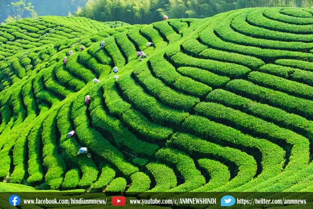 केंद्र की आवास योजना के लाभार्थियों की सूची में उनका नाम नहीं है : चाय मजदूरों