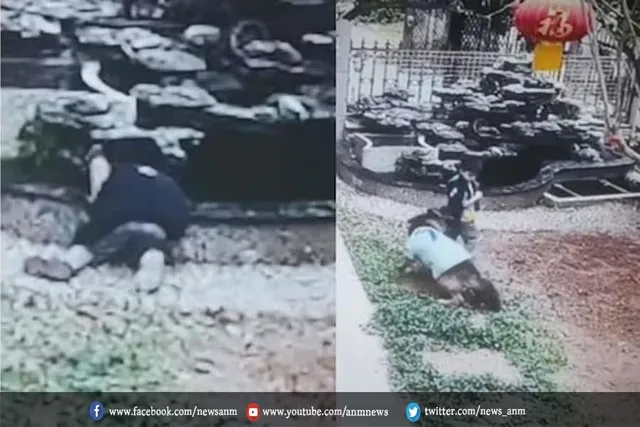 कुत्ते ने बचाई बच्चे की जान