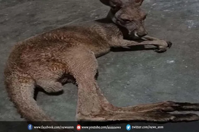बंगाल : तस्करों के चंगुल से छुड़ाया गया एक कंगारू