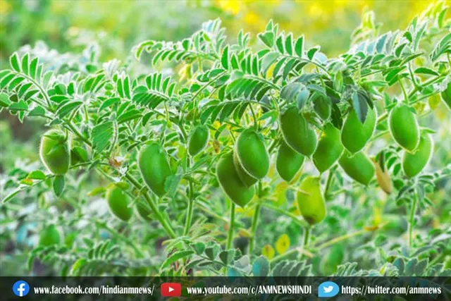 बनाएं पंजाबी स्टाइल चना साग