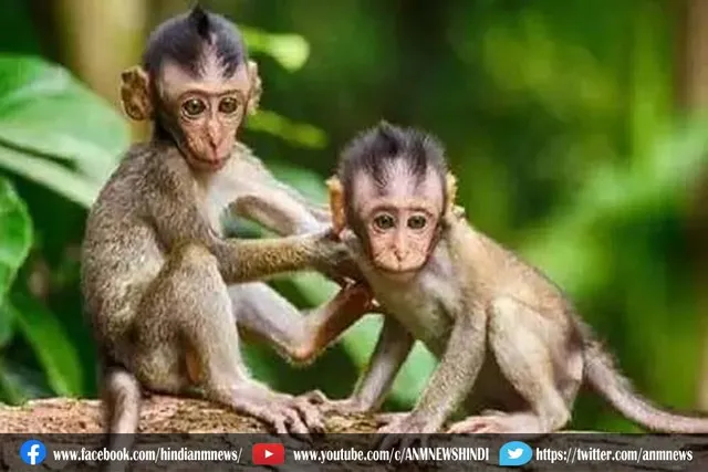 चीन में मंकी बी वायरस वायरस से सावधान, पहले मरीज की हुई मौत