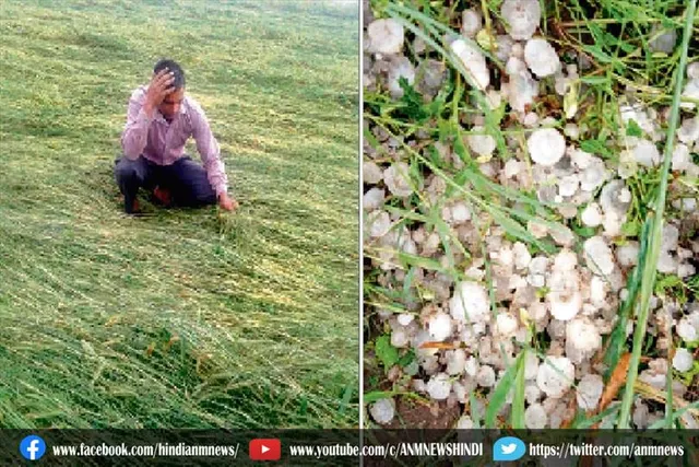ओलावृष्टि में बर्बाद हुई फसलें