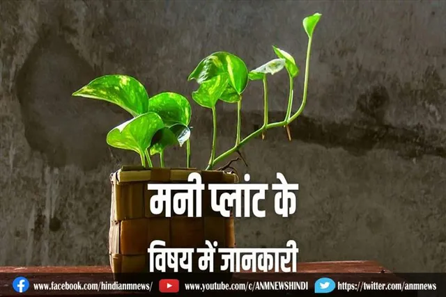 जाने मनी प्लांट से जुड़े कुछ बाते