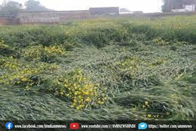 तेज हवा के साथ बरसात से गिरी सरसों की फसल