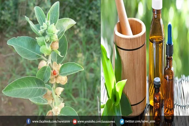 जानिए, अश्वगंधा तेल के फायदे