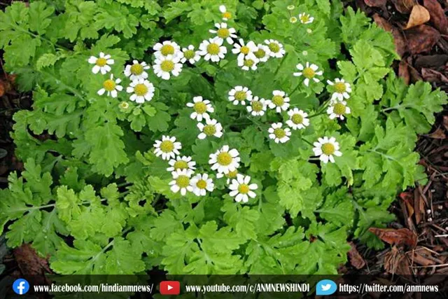 फीवरफ्यू के द्वारा ठीक हो सकती है ये सब बीमारी
