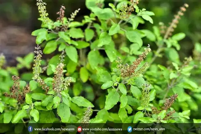 घर में तुलसी का पौधा रहने पर इन बातों का रखें विशेष ध्यान