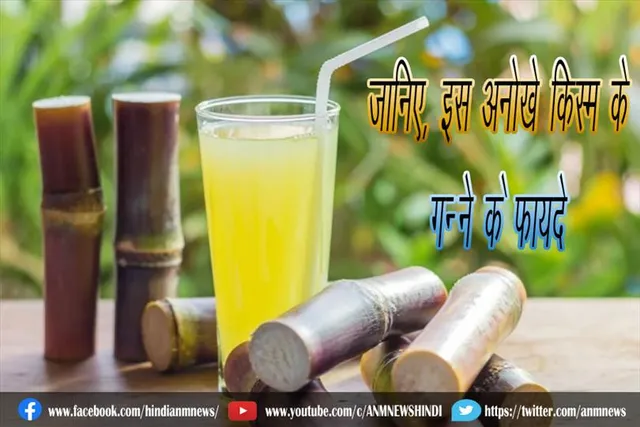 जानिए, इस अनोखे किस्म के गन्‍ने के फायदे