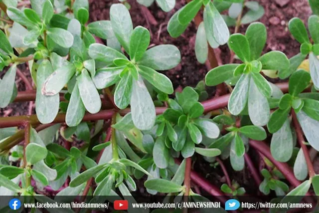 कुल्फा में है गुणों का खज़ाना