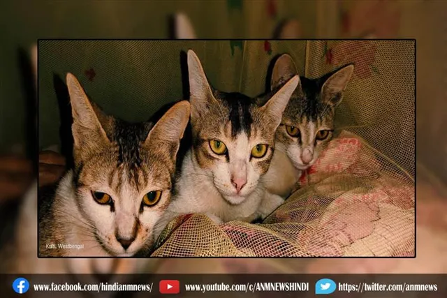 कब मनाया जाता है अंतर्राष्ट्रीय बिल्ली दिवस