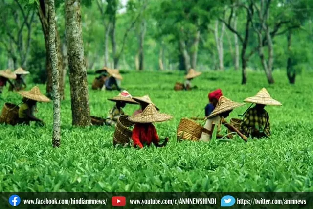 इस तरह की चाय भारतीय बाजार में बेची जाती है : अनुप्रिया पटेल