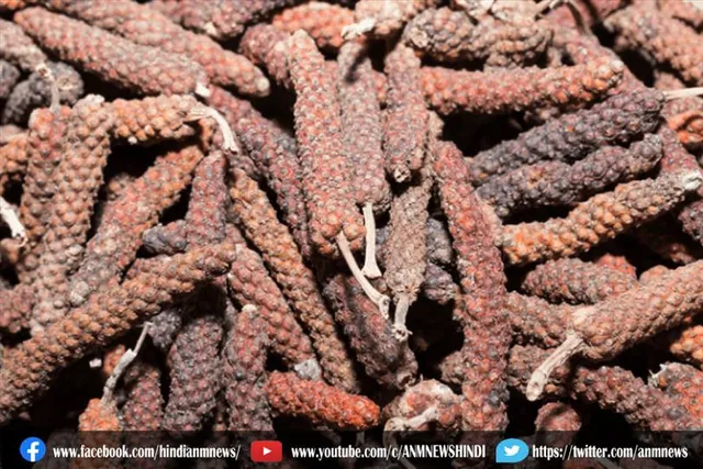 स्वास्थ्य के लिए फायदेमंद हैं पीपली