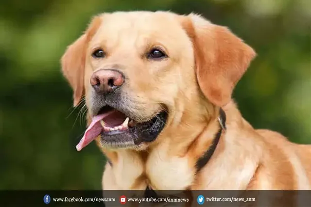 बत्तखों का पिता बना कुत्ता, देखे वीडियो