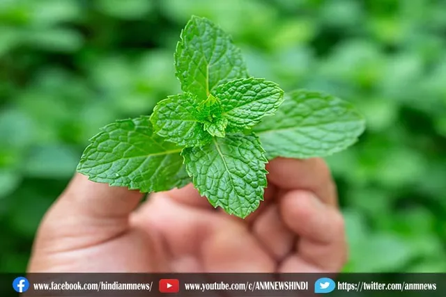 जानिए किस की उपयोग से खून साफ होती है और उल्टियों को रोकती हैं