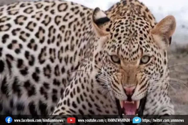 तेंदुए ने डेढ़ साल की मासूम को इस तरह अपना शिकार बना लिया