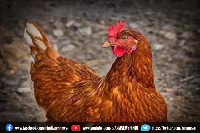 एवियन फ्लू के प्रकोप से इतने अमेरिकी पक्षियों का हो गया सफाया