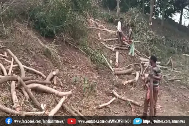 ईसीएल क्षेत्र में चल रही पेड़ो की कटाई