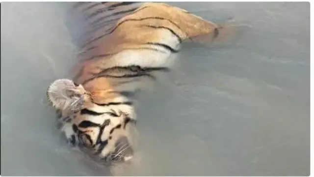 नहर में तैरता मिला बाघ का शव