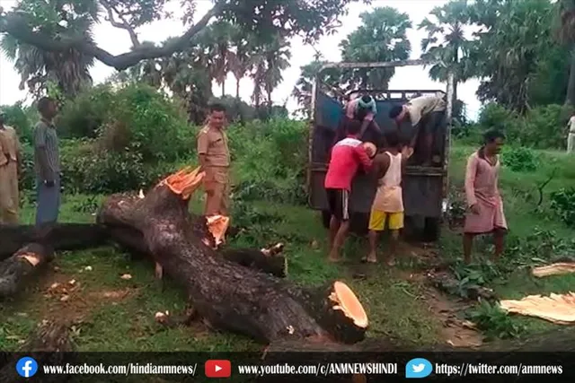 दिन दहाड़े सड़क के किनारे हो रही पेड़ की कटाई , वन बिभाग बेखबर