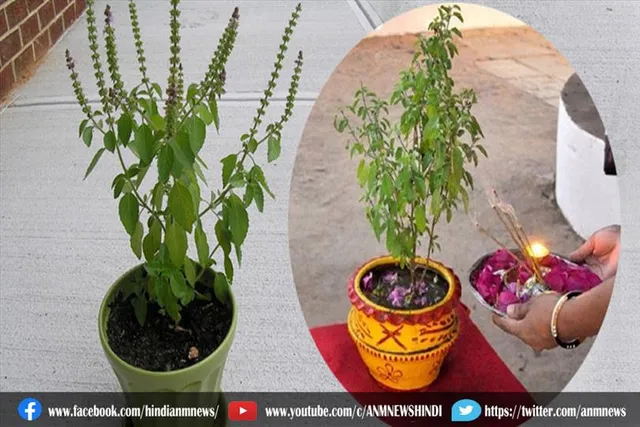 घर में करे तुलसी के पौधे की पूजा