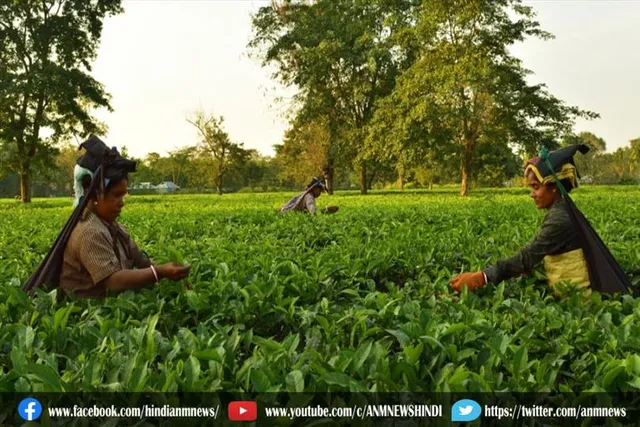 छोटे चाय उत्पादकों के लिए नौ सदस्यीय कोर कमेटी गठन