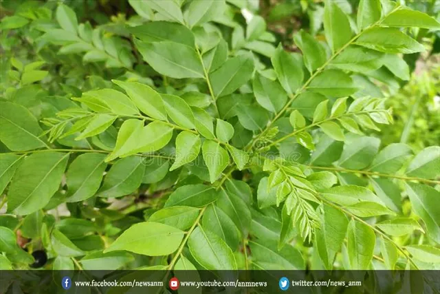 करी पत्ते का पानी पिने से दूर हो जाती है कई गंभीर बीमारियों
