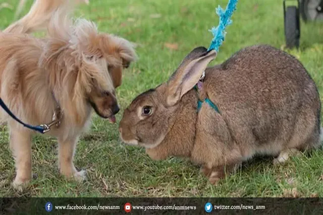 जानिए दुनिया का सबसे अनोखा जानवर के बारे में