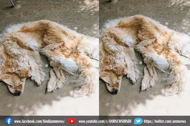 पालतू कुत्ते की चमड़ी निकलवाकर सजाया घर, देखे वीडियो