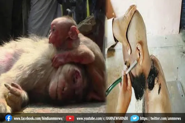 ग्रामीणों ने बंदर की मौत पर कराया मुंडन