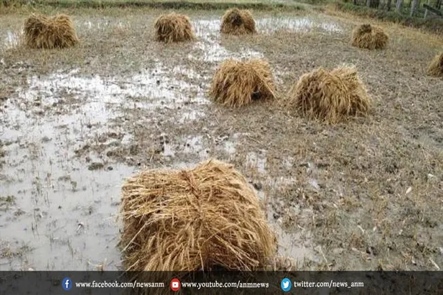 ओलावृष्टि से फसल का नुकसान