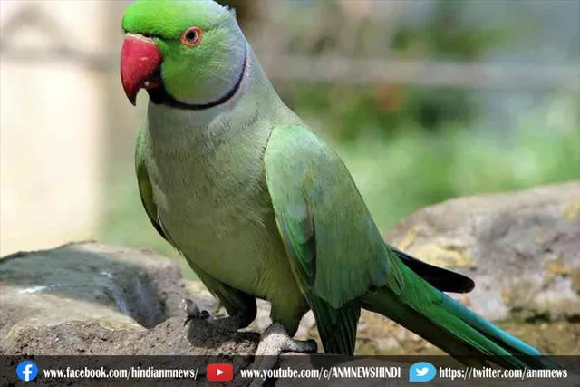 तोते की गवाई पर सजा