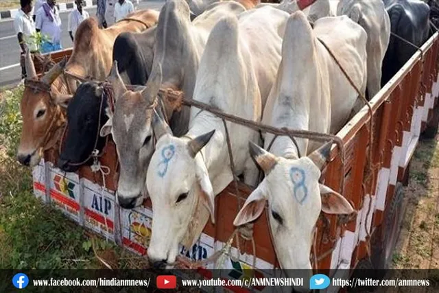 डीएसपी ने की बड़ी कार्रवाई, कोलकाता जा रहे मवेशी लदे 4 ट्रक जब्त