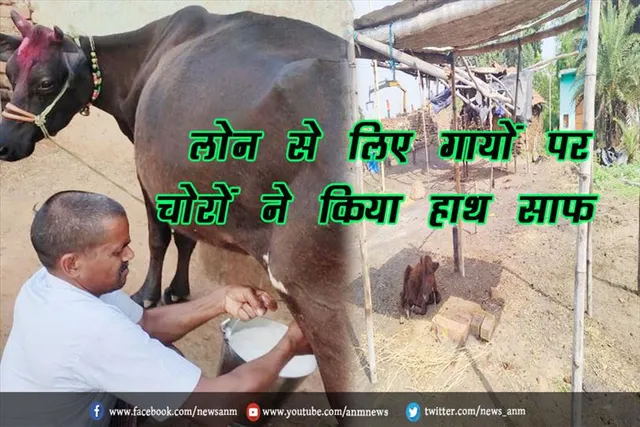 लोन से लिए गायों पर चोरों ने किया हाथ साफ