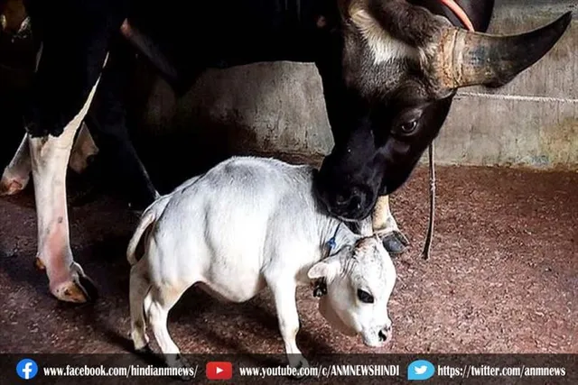 दो फ़ीट का गाय बानी सिलेब्रिटी