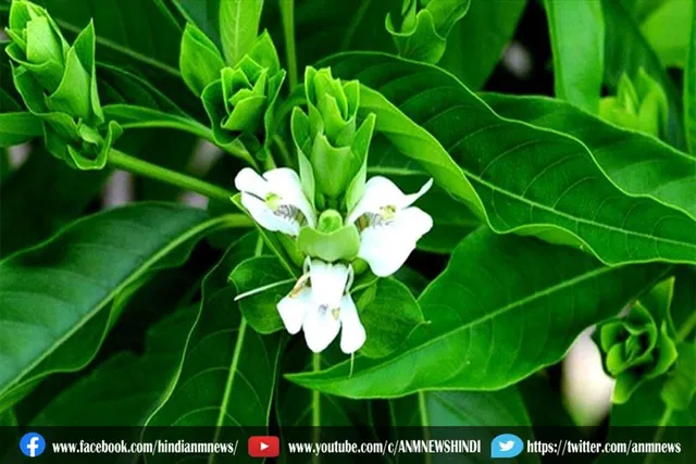 कोरोना संक्रमित मरीजों के लिए अडूसा का पौधा रामबाण