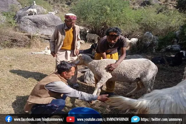 भेड़-बकरियों को हो रहा ये बीमारी