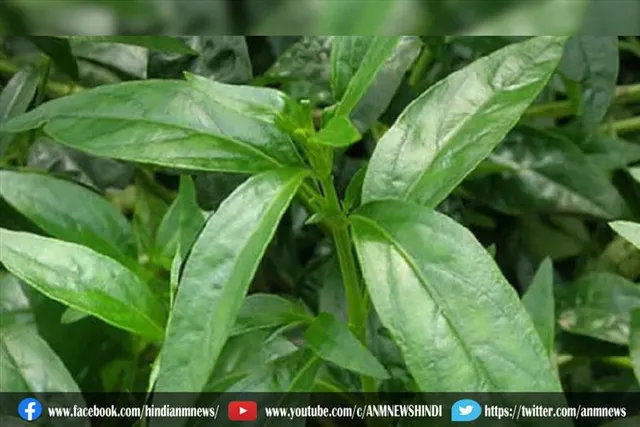 डायबिटीज में ही नहीं, स्ट्रेस दूर करने में भी फायदेमंद है कालमेघ