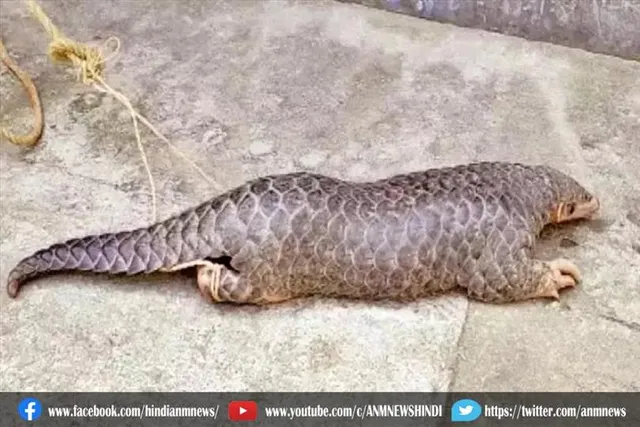दुर्लभ प्रजाति का पैंगोलिन