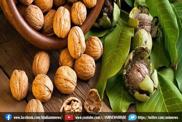 यह लोग खाली पेट खाना शुरू करें भीगे हुए 2 अखरोट