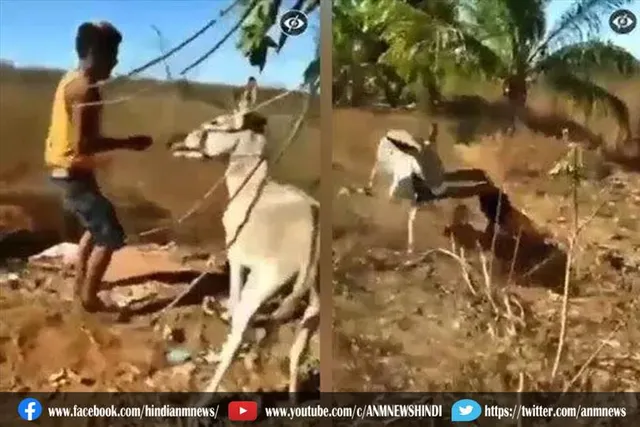 गधे ने लिया बदला, देखे वीडियो