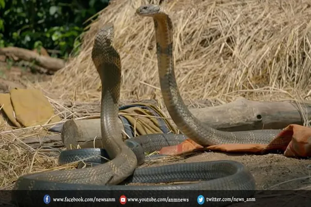 VIDEO: नागिन के लिए दो किंग कोबरा में हुई लड़ाई