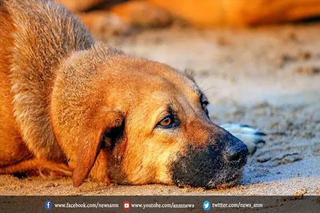 दिल्ली के पहले नगरपालिका पालतू श्मशान का निर्माण शुरू