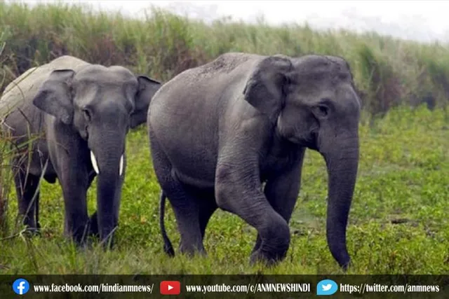 नेपाल से आए हाथियों की दहशत