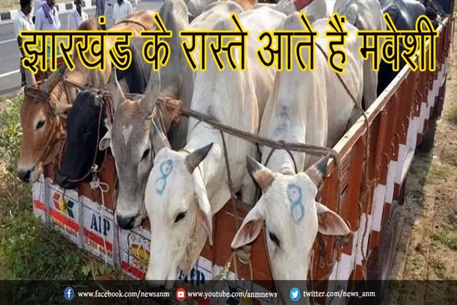 बंगाल का बीरभूम गौ तस्करी का केंद्र, झारखंड के रास्ते आते हैं मवेशी