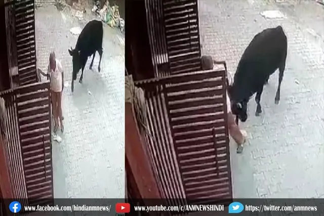 घर के बाहर बैठे बुजुर्ग की सांड ने ले ली जान