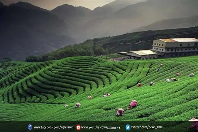 दार्जिलिंग में छह चाय बागानों ने बदले हाथ ,182 साल के इतिहास में ऐसा नहीं हुआ